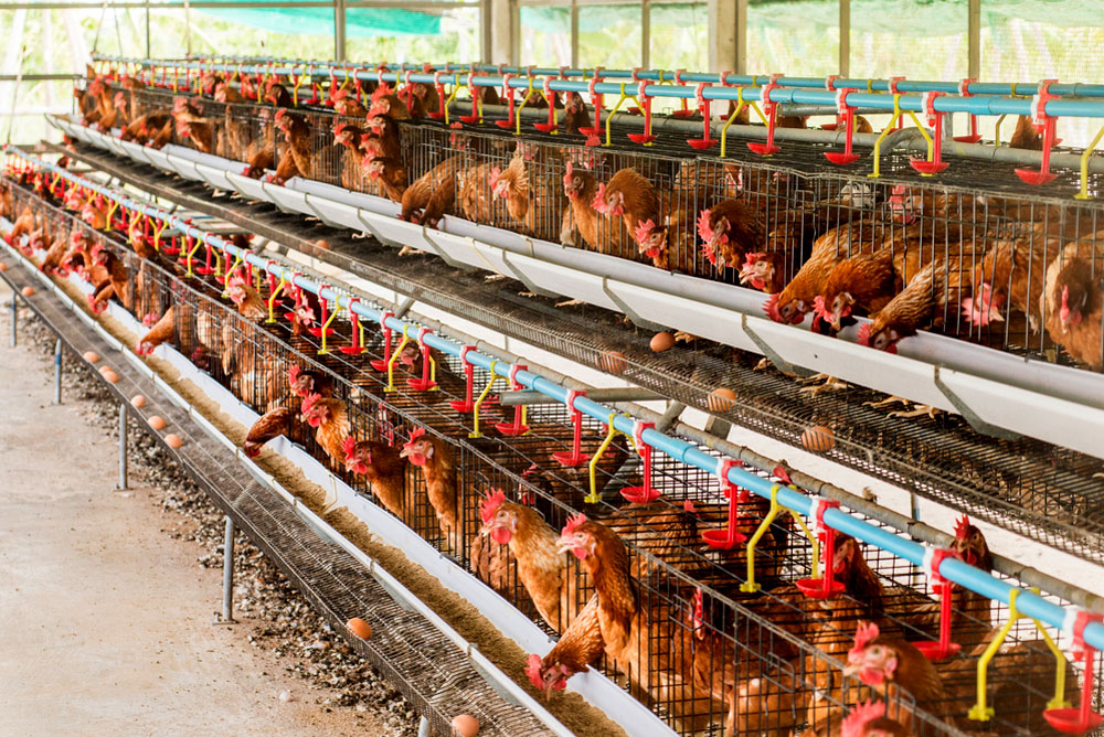 Animal welfare : a timely technical specification