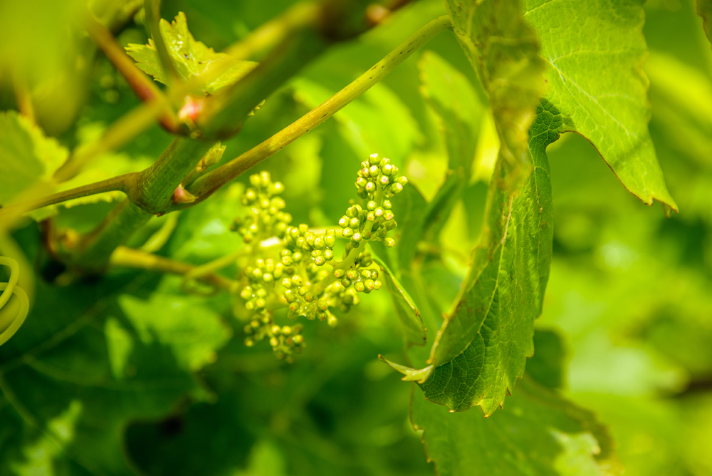 Jeunes raisins sur la vigne