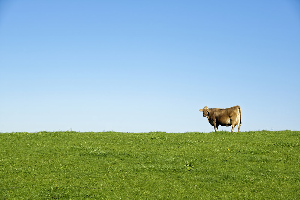 engagé rse, la filière betail et viande