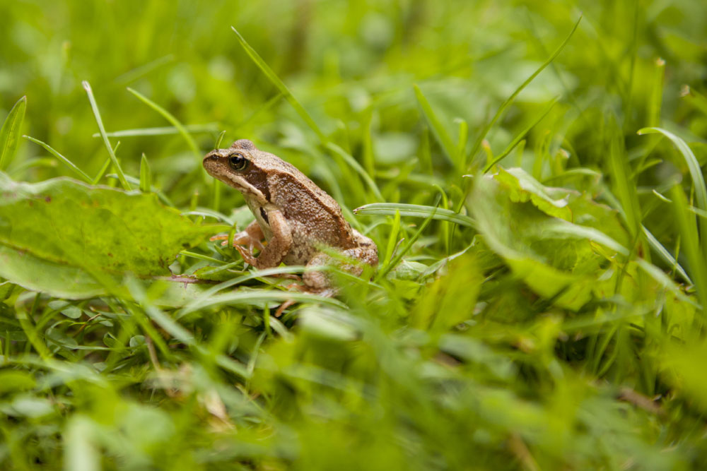 La grenouille des champs en voie de disparition