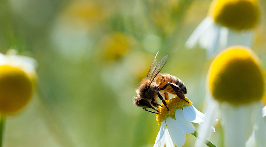 Une abeille posée sur une marguerite