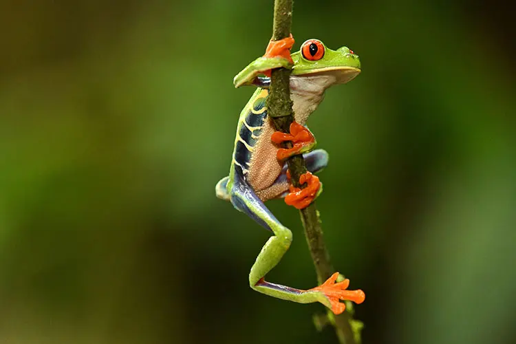 Afnor : des normes volontaires utiles pour la biodiversité