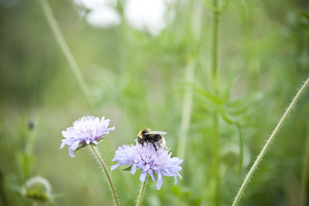 image de biodiversité