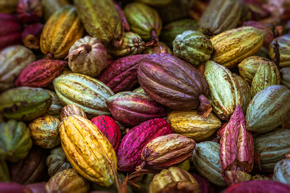 Cacao durable et traçable : une norme à croquer – Groupe AFNOR